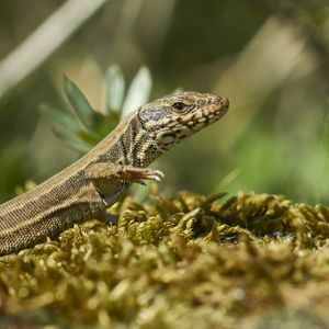 Preview wallpaper lizard, reptile, scales