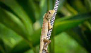 Preview wallpaper lizard, reptile, scales, green