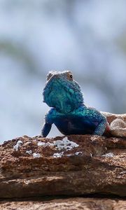 Preview wallpaper lizard, reptile, scales, animal, rocks