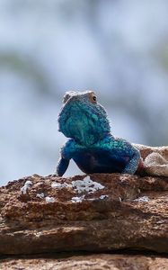 Preview wallpaper lizard, reptile, scales, animal, rocks