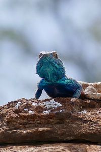 Preview wallpaper lizard, reptile, scales, animal, rocks