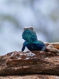 Preview wallpaper lizard, reptile, scales, animal, rocks