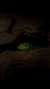 Preview wallpaper lizard, reptile, shadow, tree