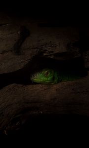 Preview wallpaper lizard, reptile, shadow, tree