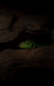 Preview wallpaper lizard, reptile, shadow, tree