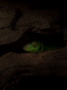 Preview wallpaper lizard, reptile, shadow, tree