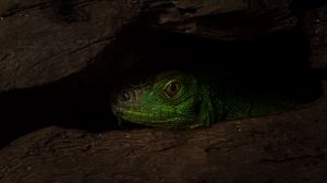 Preview wallpaper lizard, reptile, shadow, tree