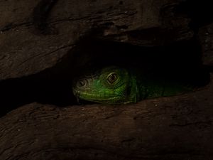 Preview wallpaper lizard, reptile, shadow, tree