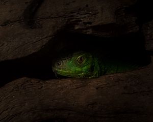 Preview wallpaper lizard, reptile, shadow, tree