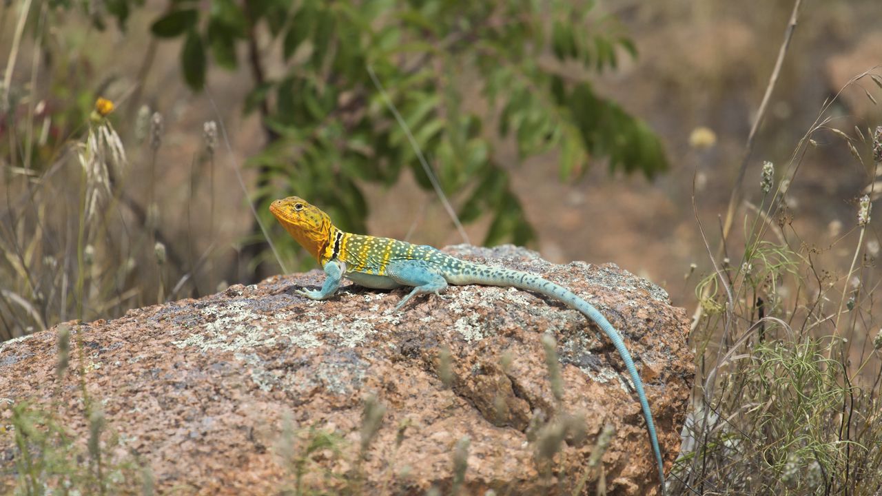 Wallpaper lizard, reptile, spots, colorful