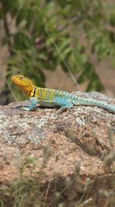 Preview wallpaper lizard, reptile, spots, colorful