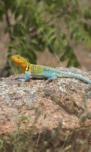 Preview wallpaper lizard, reptile, spots, colorful