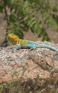 Preview wallpaper lizard, reptile, spots, colorful