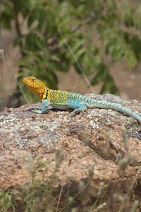 Preview wallpaper lizard, reptile, spots, colorful