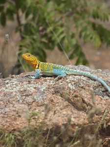 Preview wallpaper lizard, reptile, spots, colorful