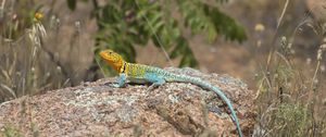 Preview wallpaper lizard, reptile, spots, colorful