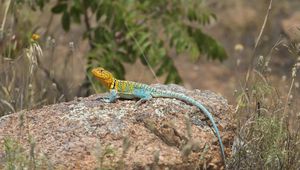 Preview wallpaper lizard, reptile, spots, colorful