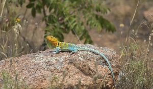 Preview wallpaper lizard, reptile, spots, colorful