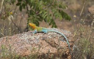 Preview wallpaper lizard, reptile, spots, colorful