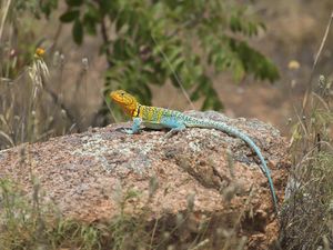 Preview wallpaper lizard, reptile, spots, colorful