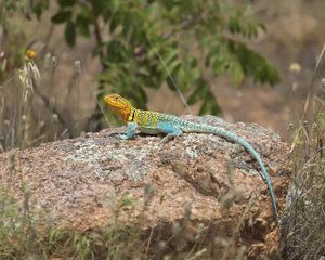 Preview wallpaper lizard, reptile, spots, colorful