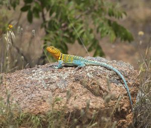 Preview wallpaper lizard, reptile, spots, colorful