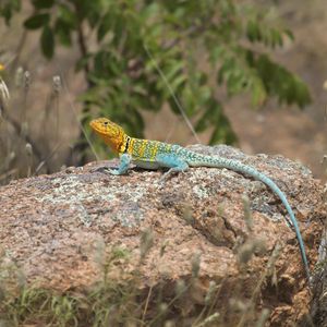 Preview wallpaper lizard, reptile, spots, colorful