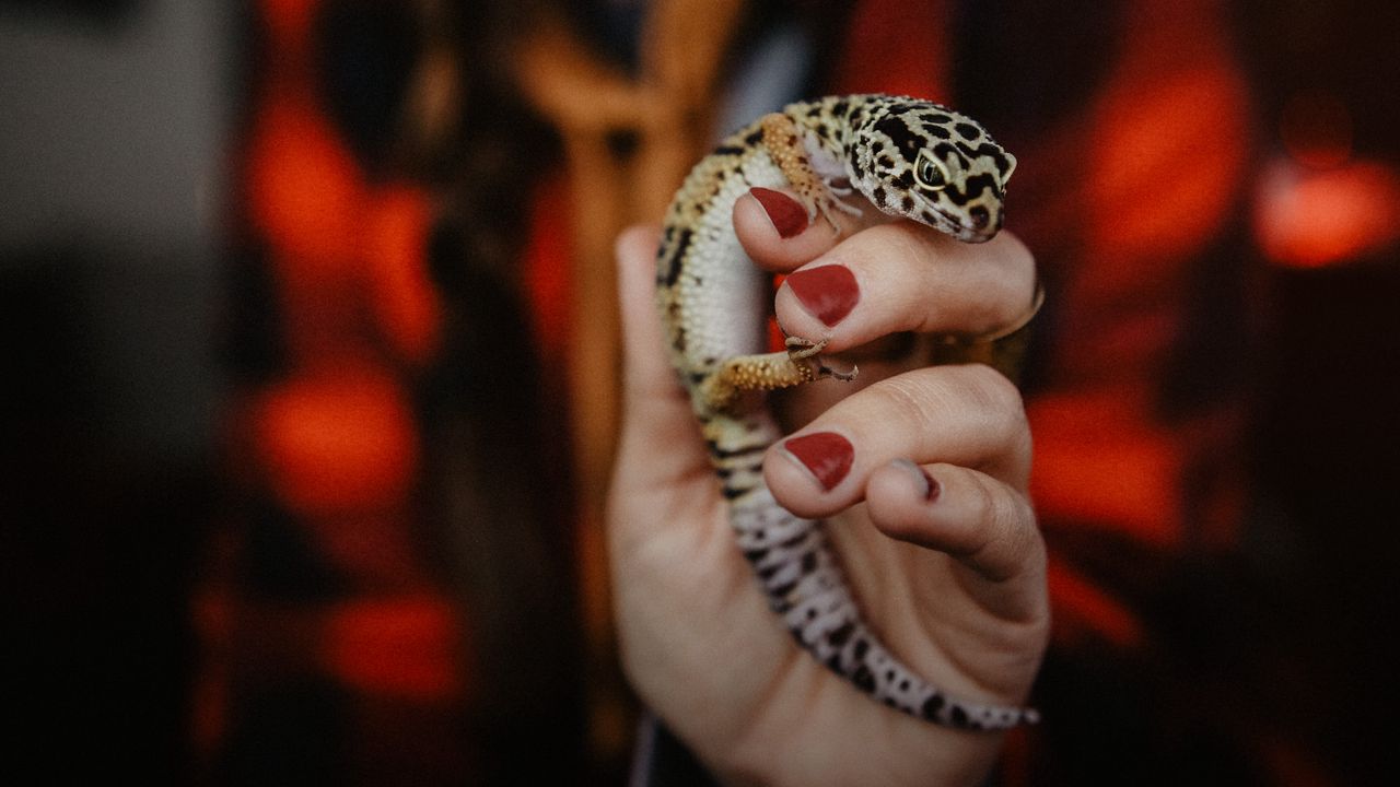 Wallpaper lizard, reptile, spots, hand