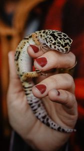 Preview wallpaper lizard, reptile, spots, hand