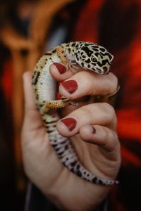 Preview wallpaper lizard, reptile, spots, hand