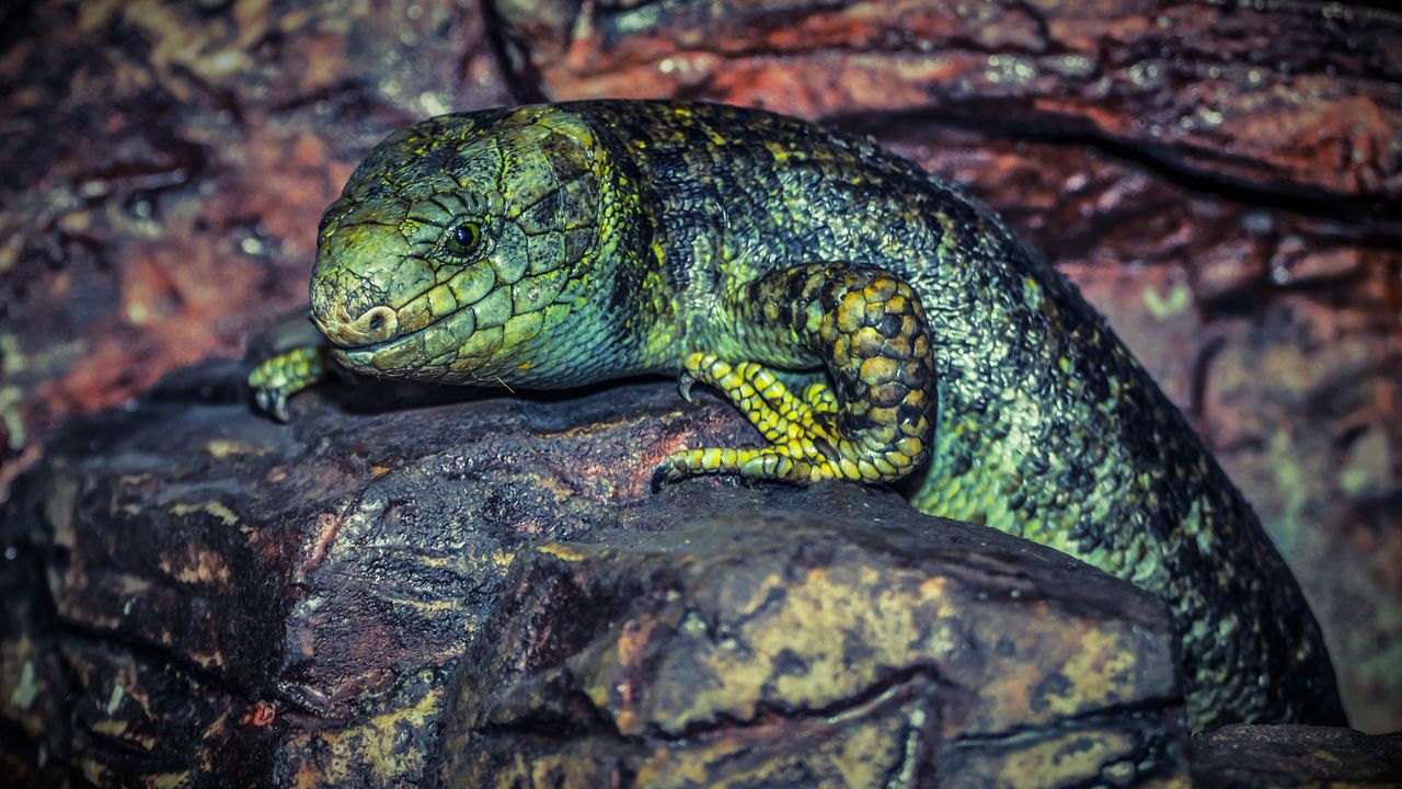 Wallpaper lizard, reptile, stone, color