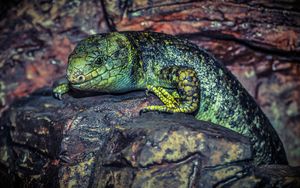 Preview wallpaper lizard, reptile, stone, color