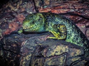 Preview wallpaper lizard, reptile, stone, color