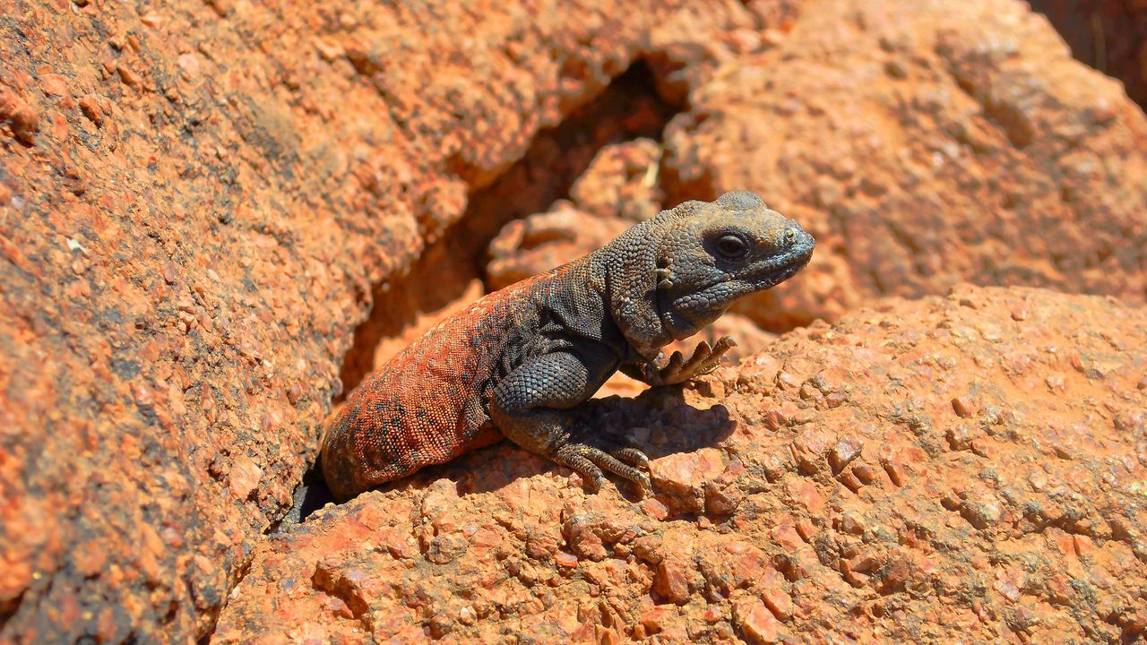 Wallpaper lizard, reptile, stone, crawling