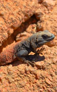 Preview wallpaper lizard, reptile, stone, crawling