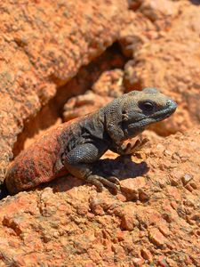 Preview wallpaper lizard, reptile, stone, crawling