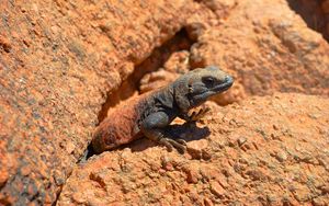 Preview wallpaper lizard, reptile, stone, crawling