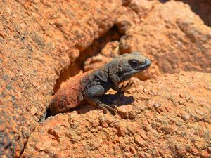 Preview wallpaper lizard, reptile, stone, crawling