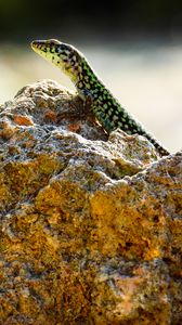 Preview wallpaper lizard, reptile, stone, amphibian