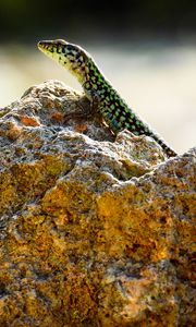 Preview wallpaper lizard, reptile, stone, amphibian