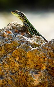 Preview wallpaper lizard, reptile, stone, amphibian