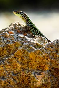 Preview wallpaper lizard, reptile, stone, amphibian