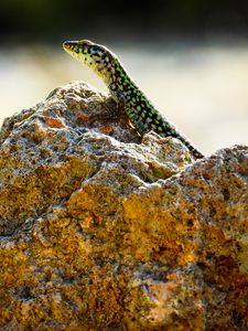 Preview wallpaper lizard, reptile, stone, amphibian