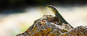 Preview wallpaper lizard, reptile, stone, amphibian