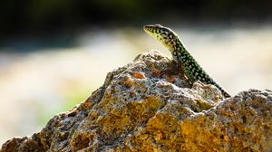 Preview wallpaper lizard, reptile, stone, amphibian