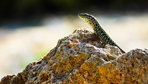 Preview wallpaper lizard, reptile, stone, amphibian