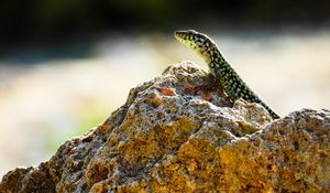 Preview wallpaper lizard, reptile, stone, amphibian