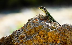 Preview wallpaper lizard, reptile, stone, amphibian