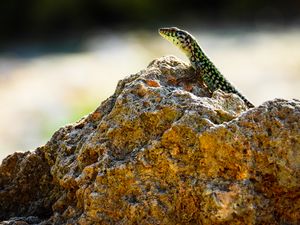 Preview wallpaper lizard, reptile, stone, amphibian