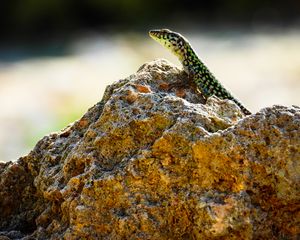 Preview wallpaper lizard, reptile, stone, amphibian